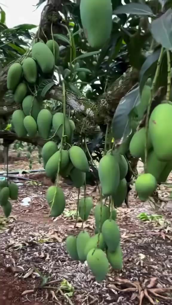 @dashrat0548