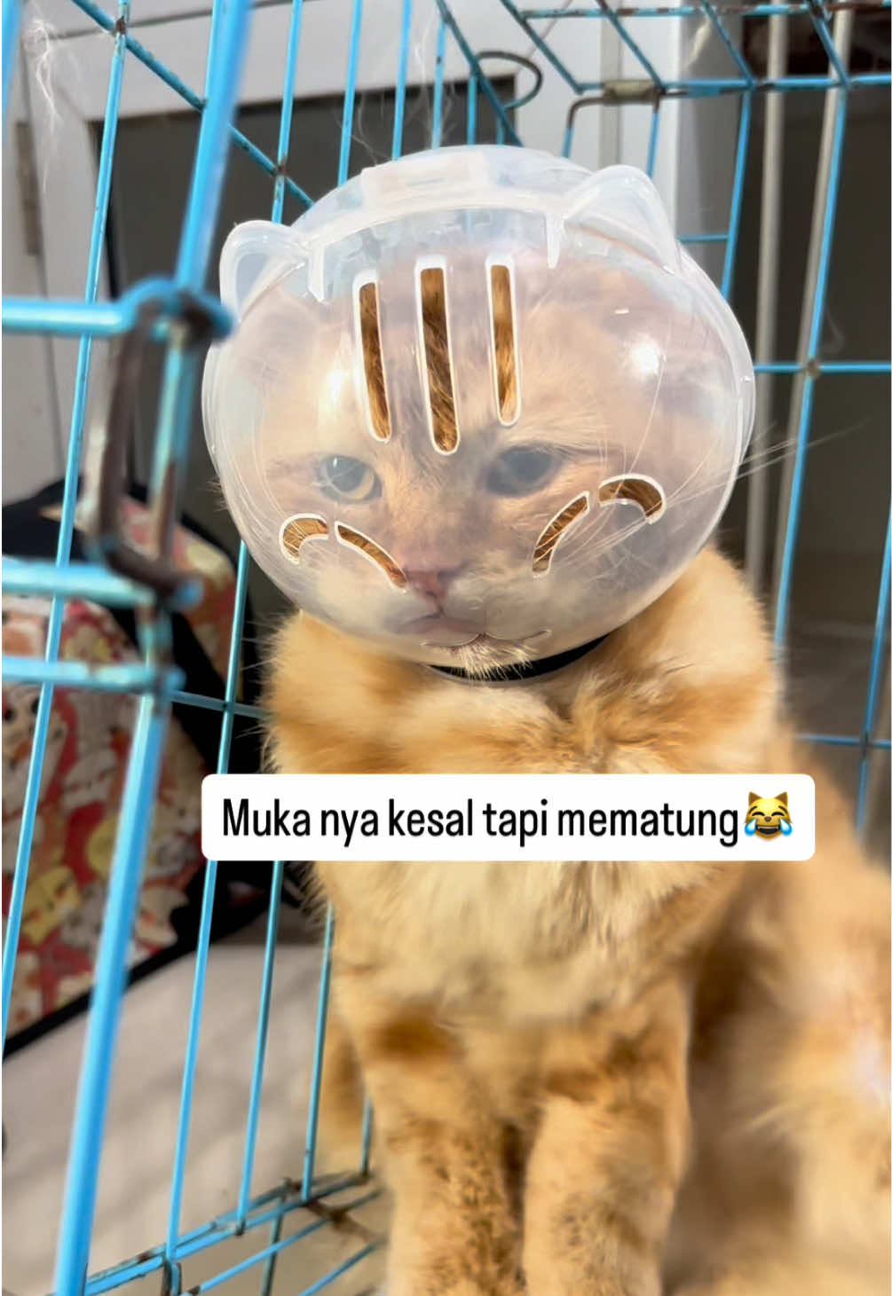 @FaenCattery