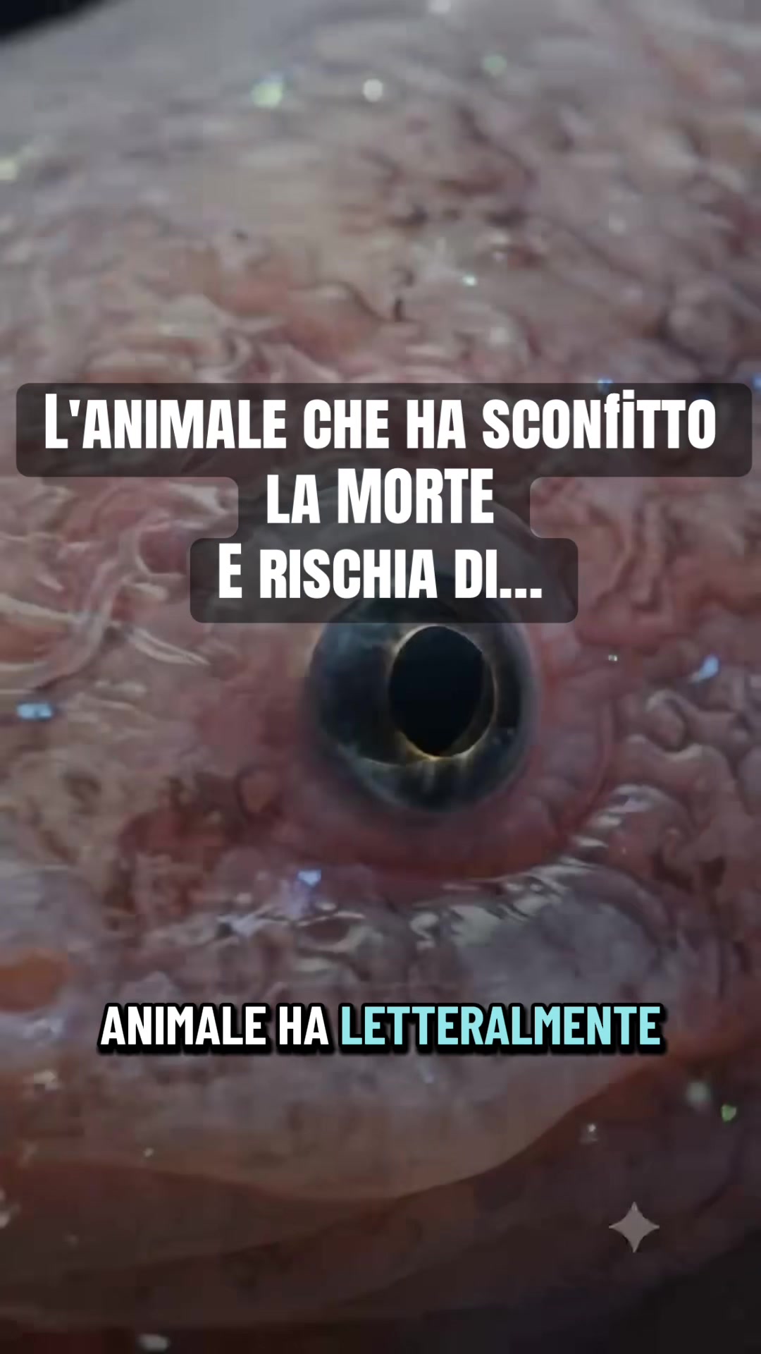 @AnimalAI