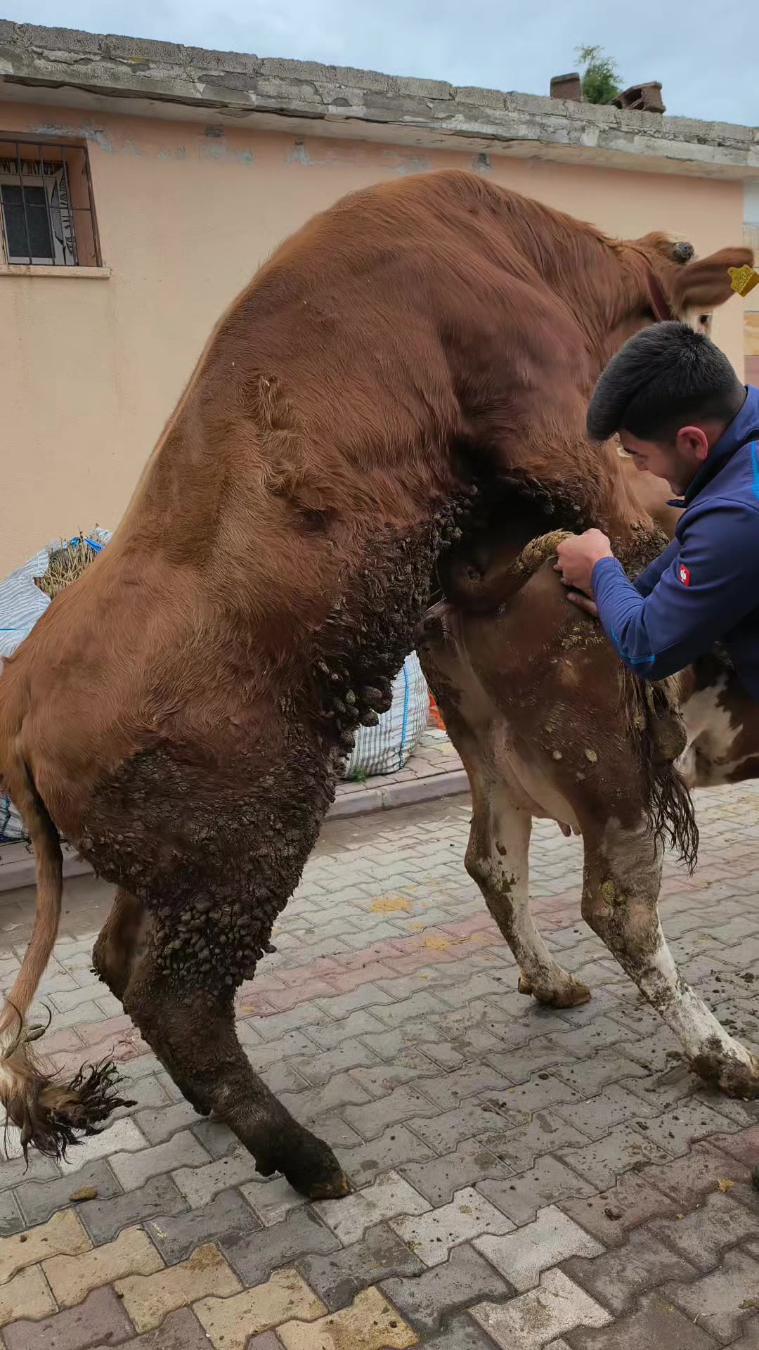 @&Ccedil;AVUŞOĞLU_BESİCİLİK.