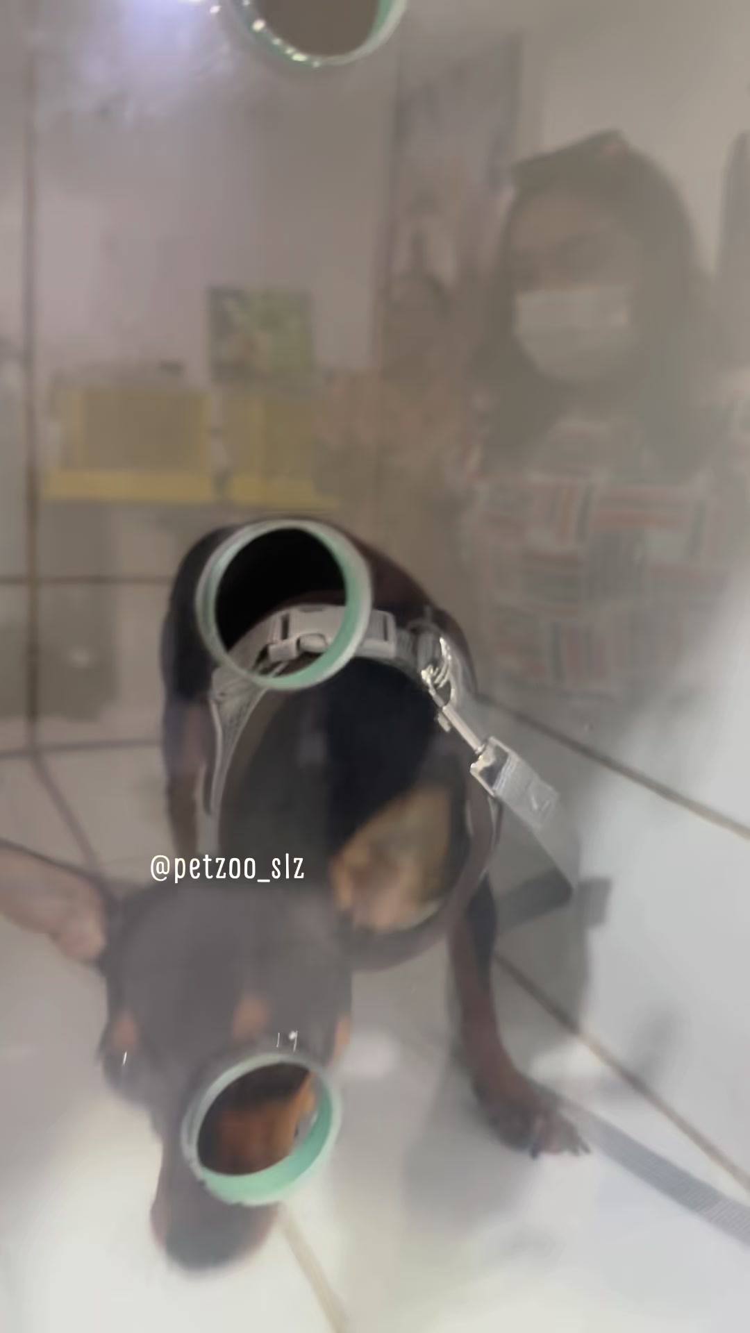 @Francinny Veterinária®️