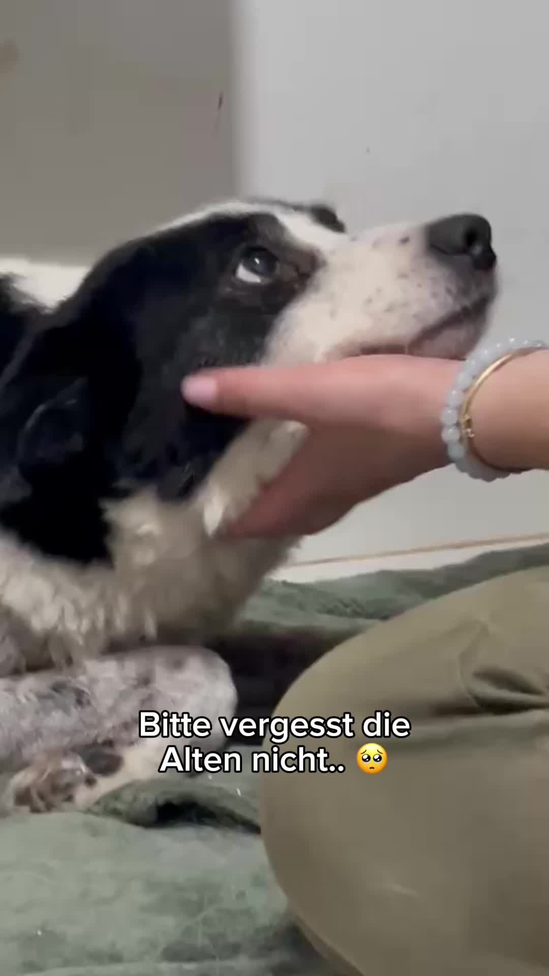 @SpecialDogs e.V.