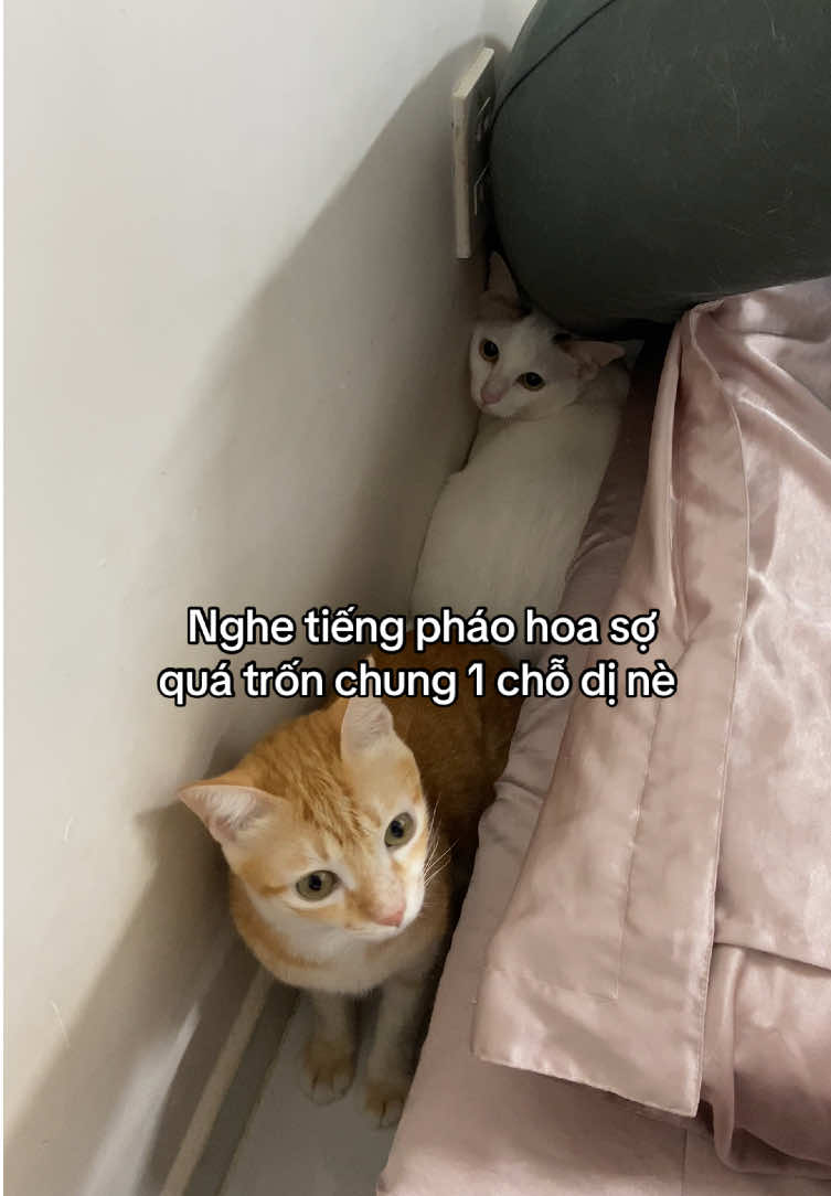 @Bunny và Chà Bông