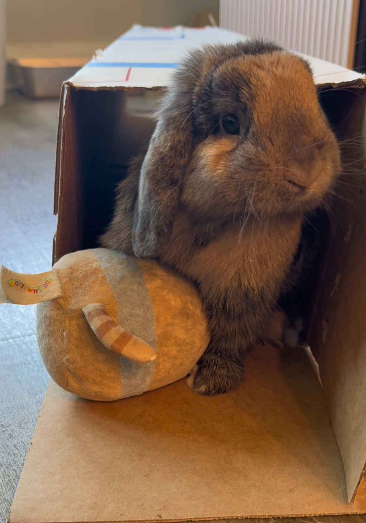@Cookie and Twix the Bunnies