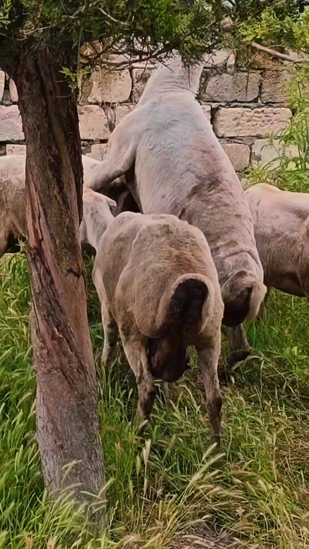 @kend_həyati_041