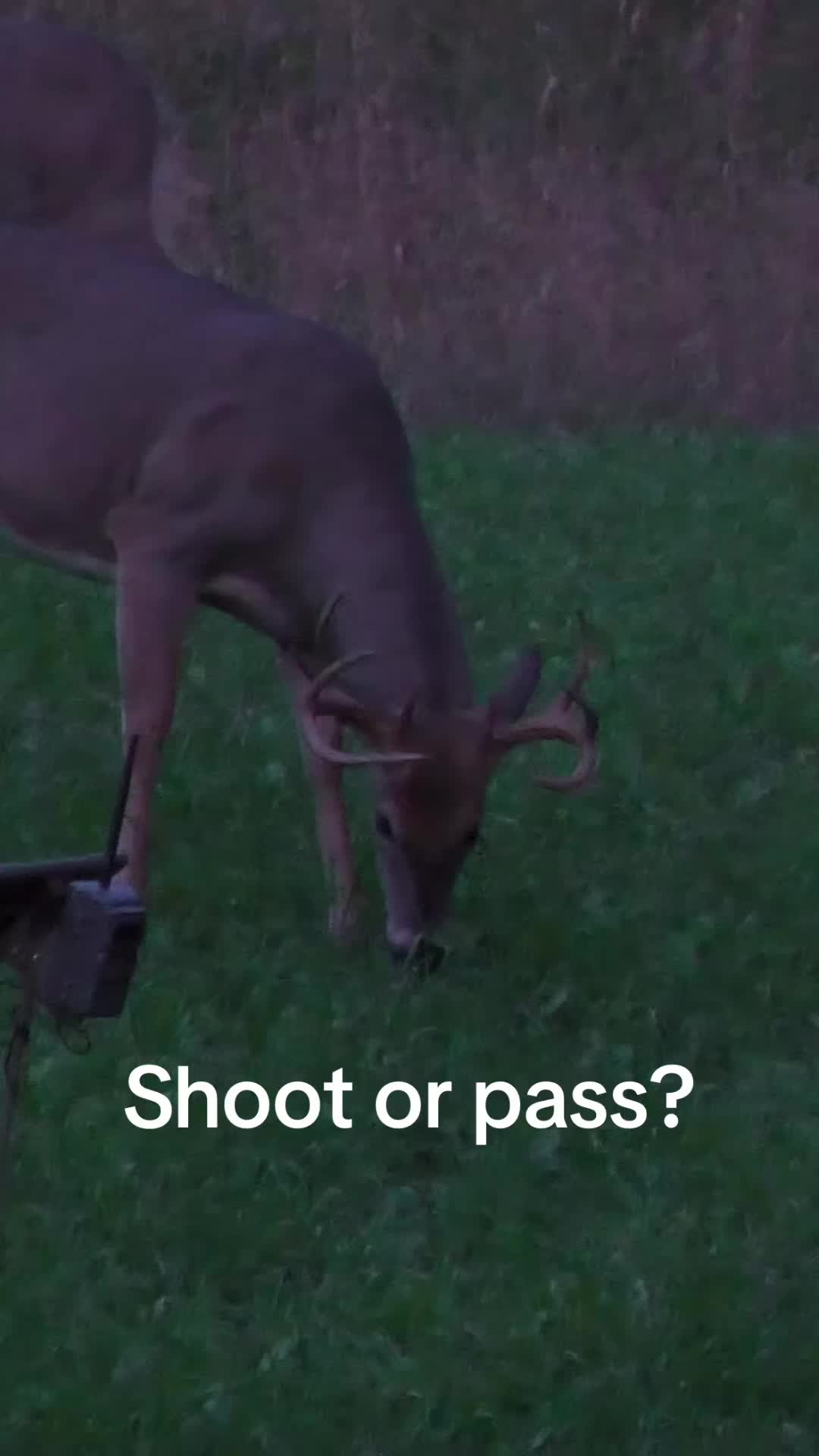 @Growing Wild