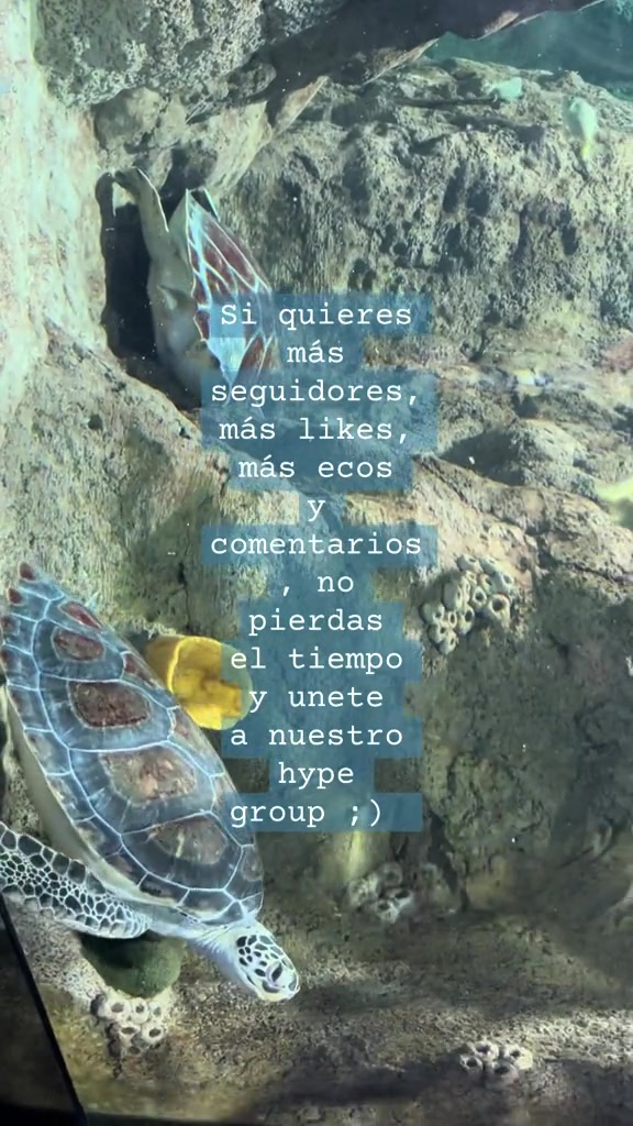 @monkey_hypegroup