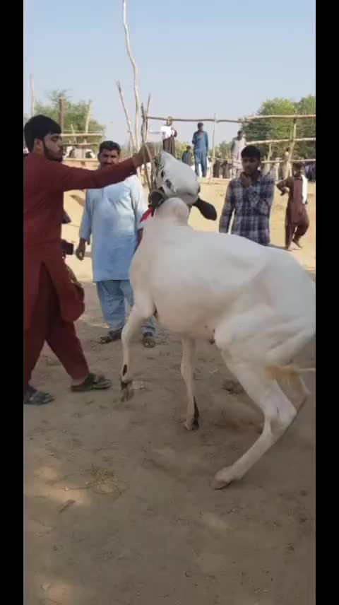 @uzairoooo1