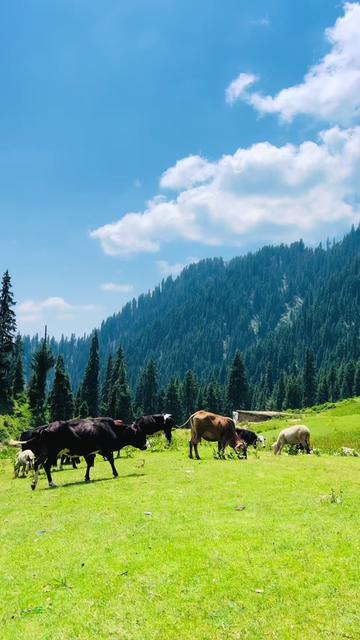 @Malaksalim Yousafzai