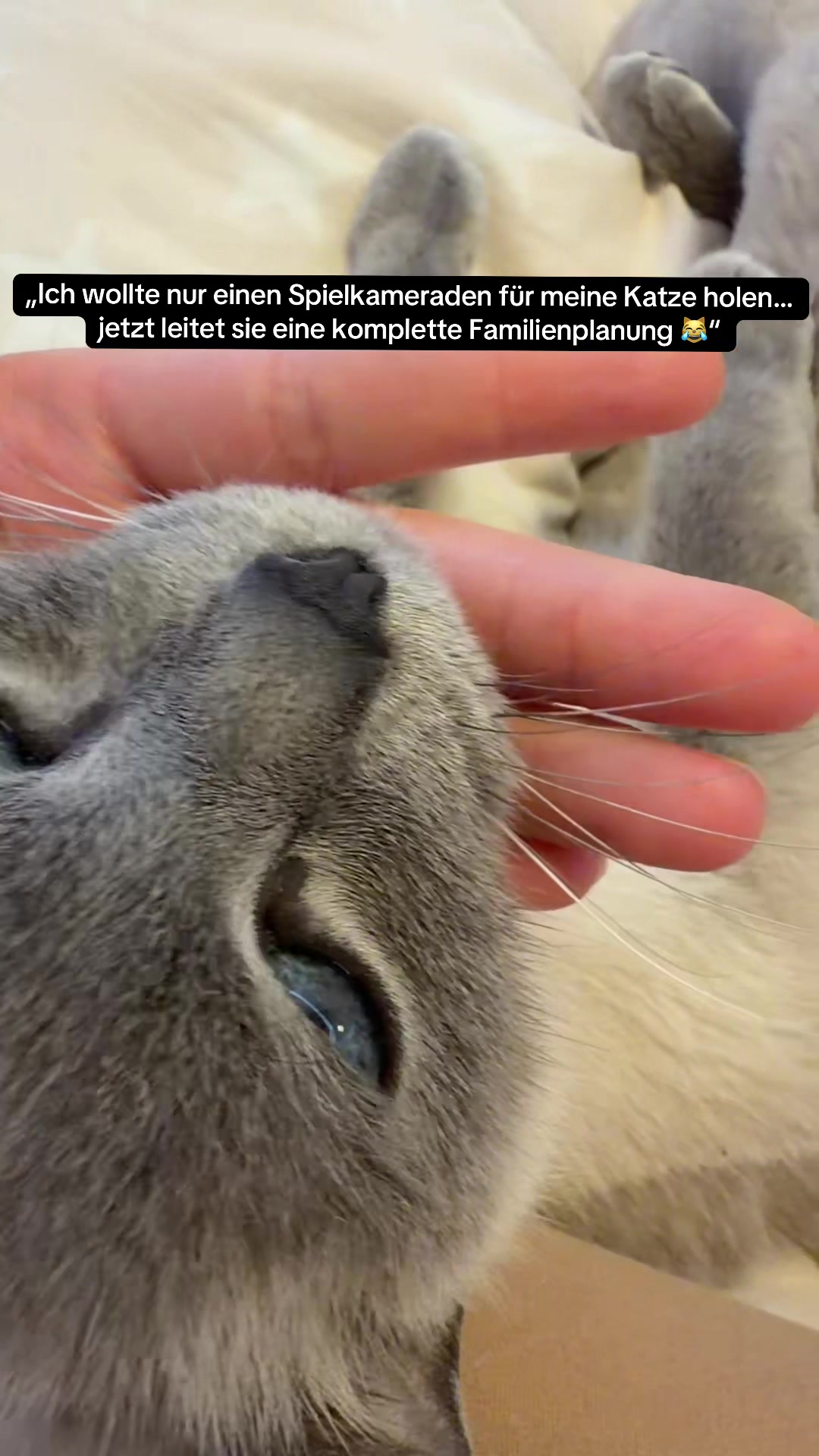 @TugbasCats