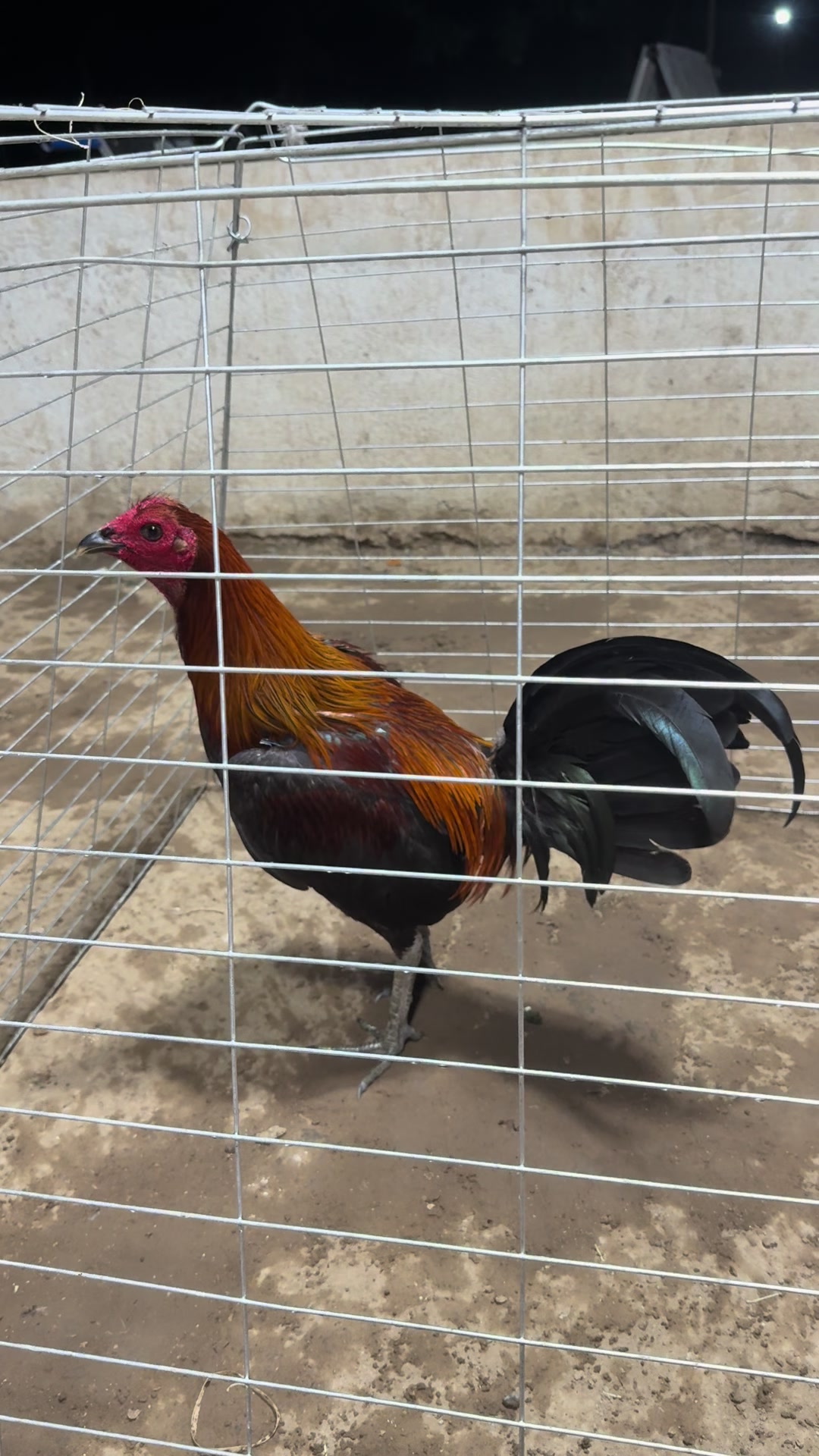 @LA GAME FARM