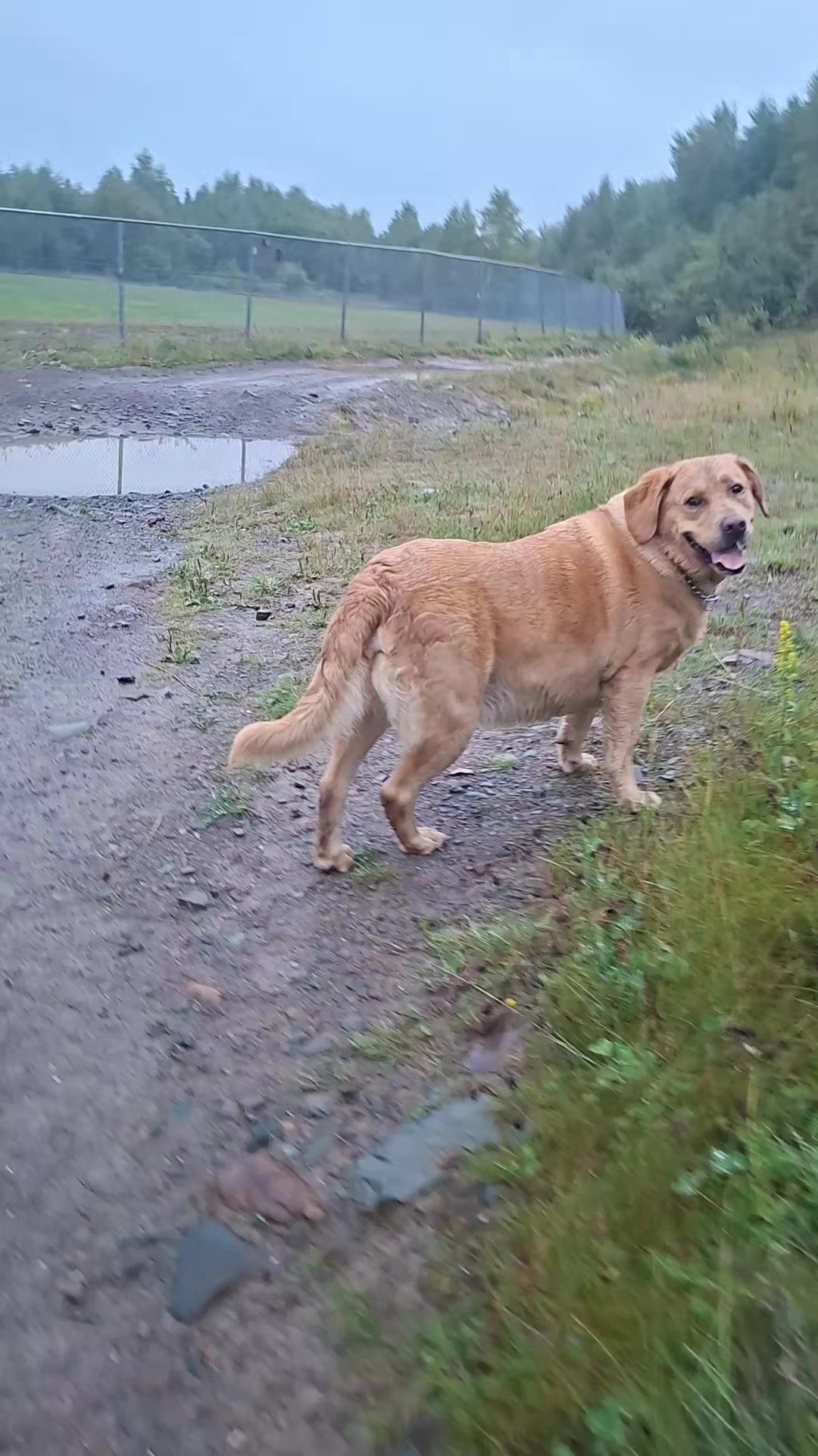 @Dogmom