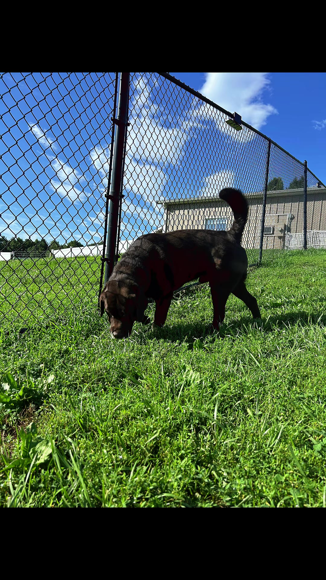 @Mountain Run Kennel