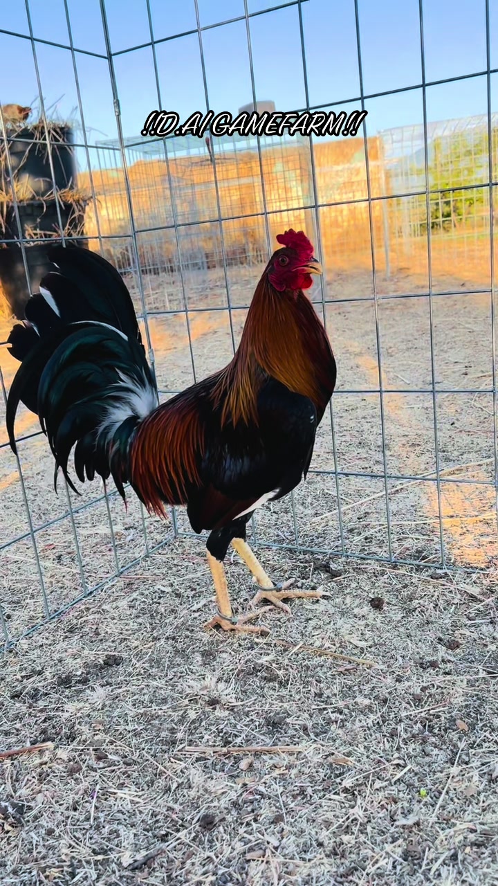 @DAgamefarm