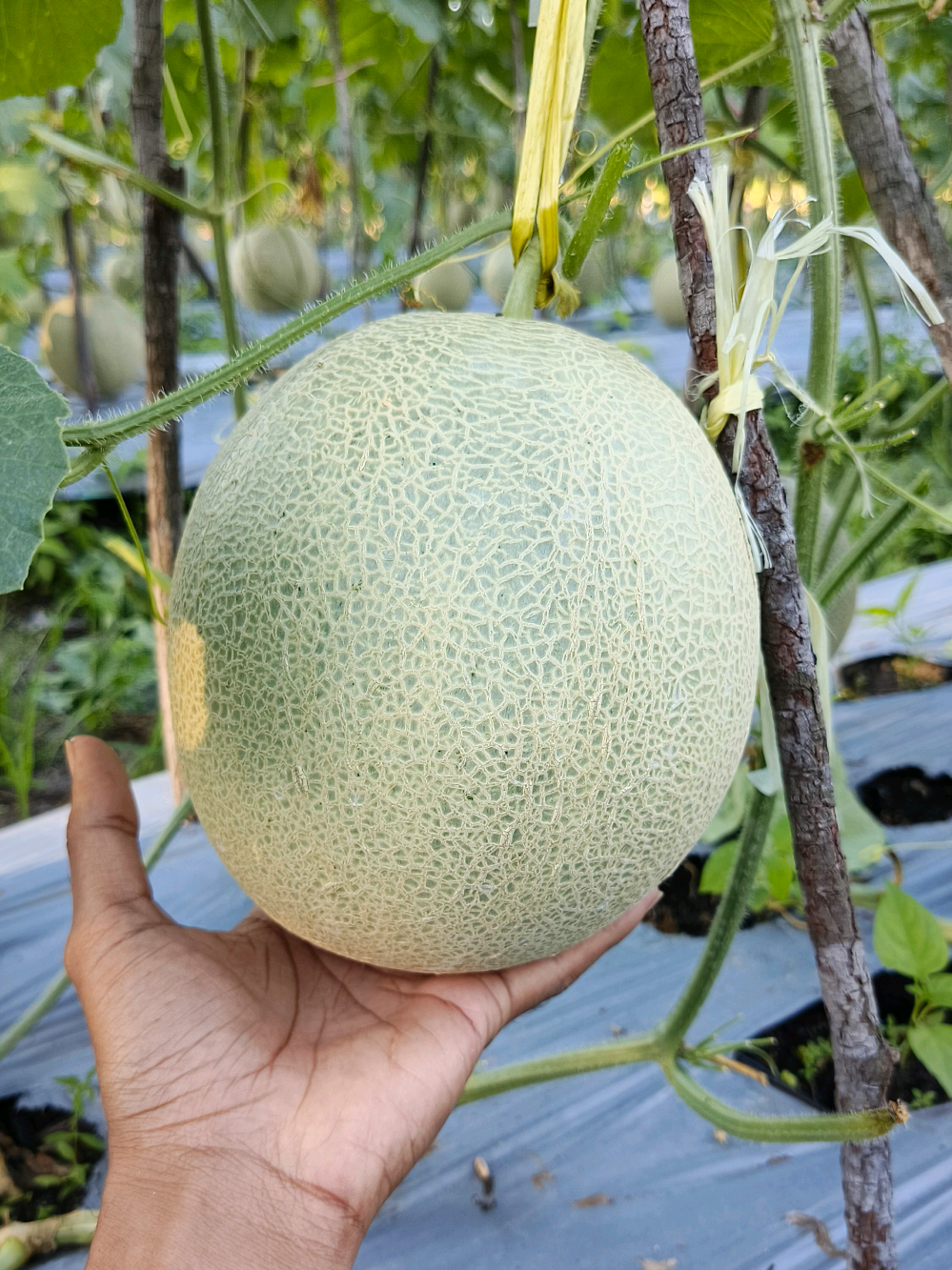 @Pecinta Buah PKY