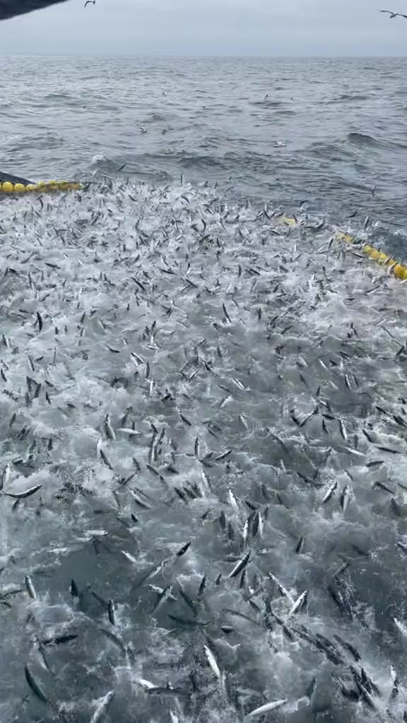 @🚢hàmìdø⚓⚡Ræysë🐬🏴☠️