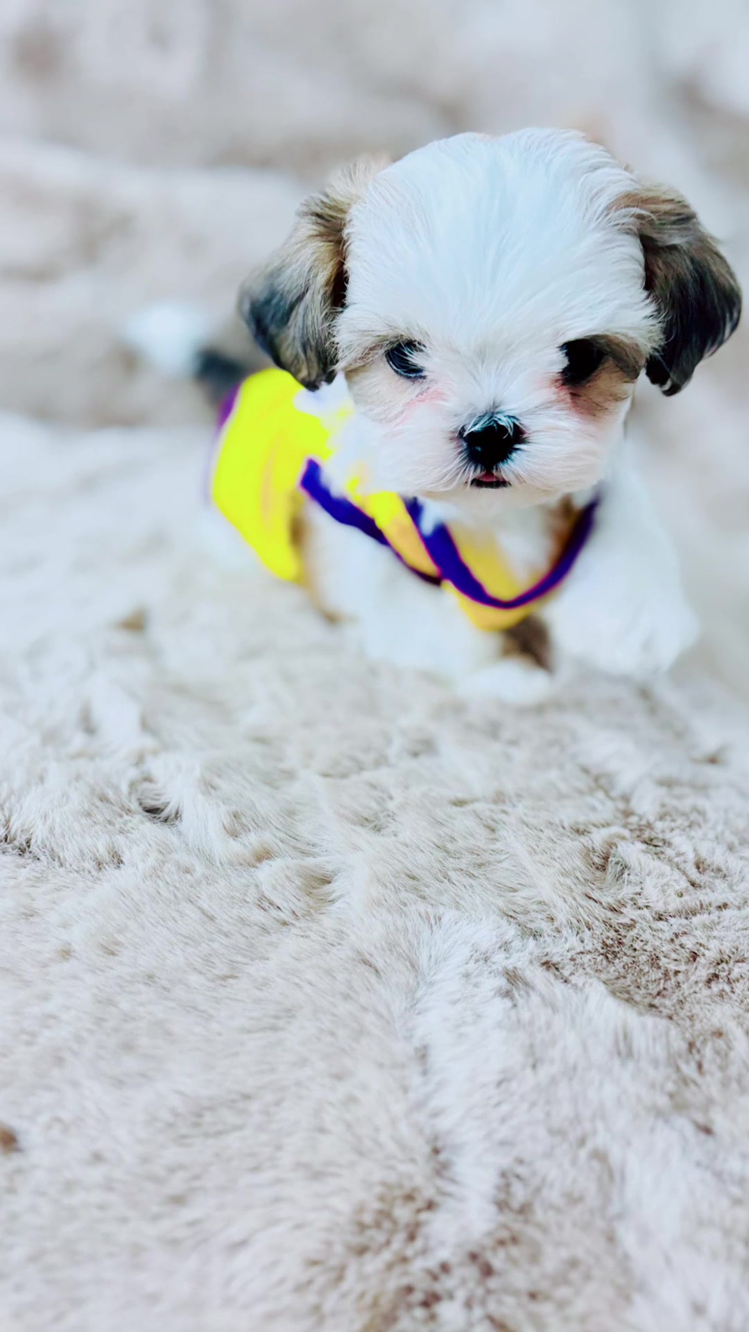 @SHIHTZU SOIRÉE