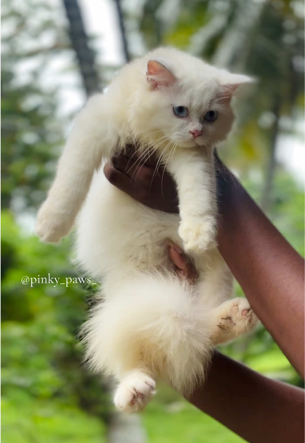 @Pinky Paws