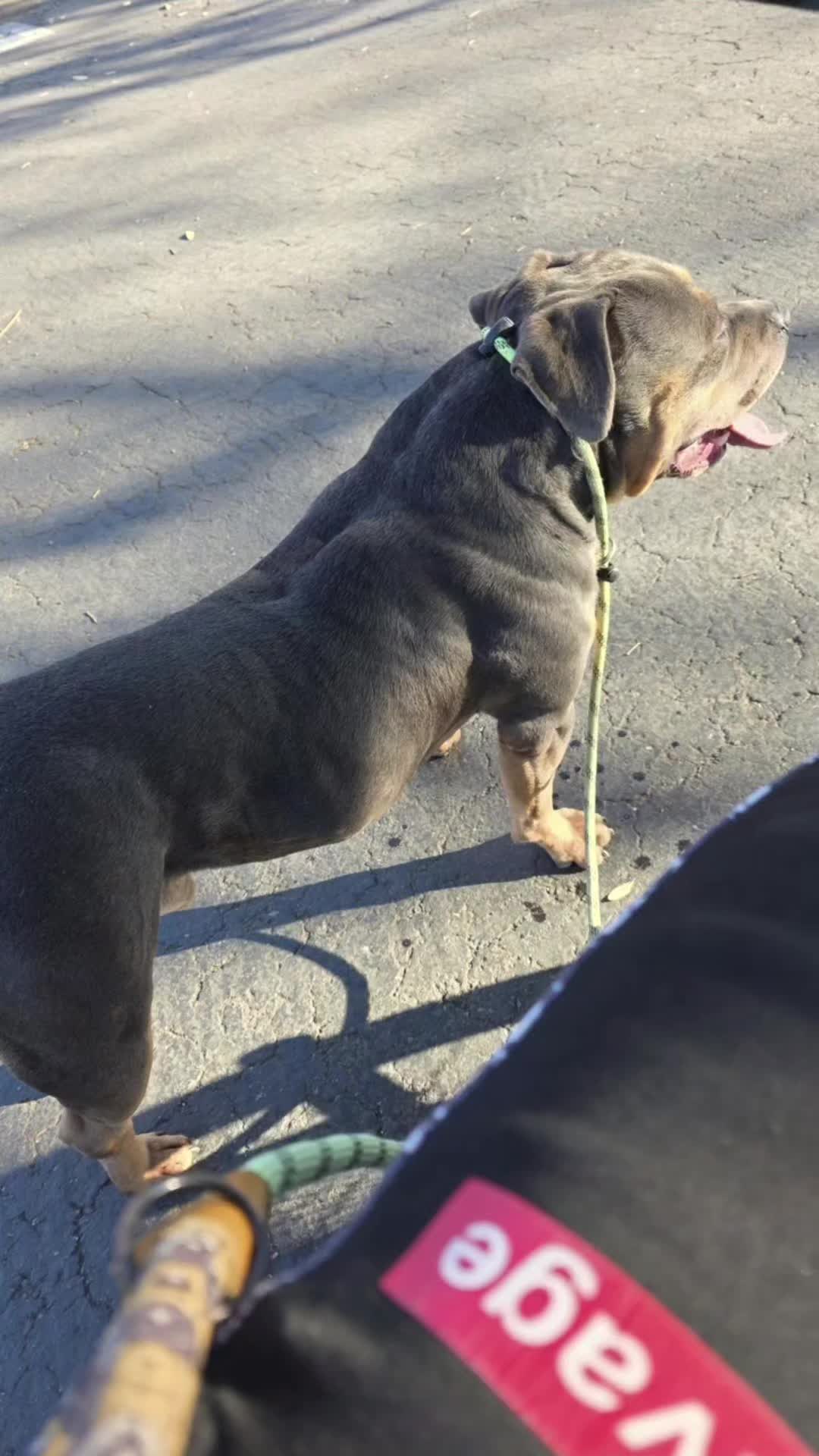 @hwy4bullyz