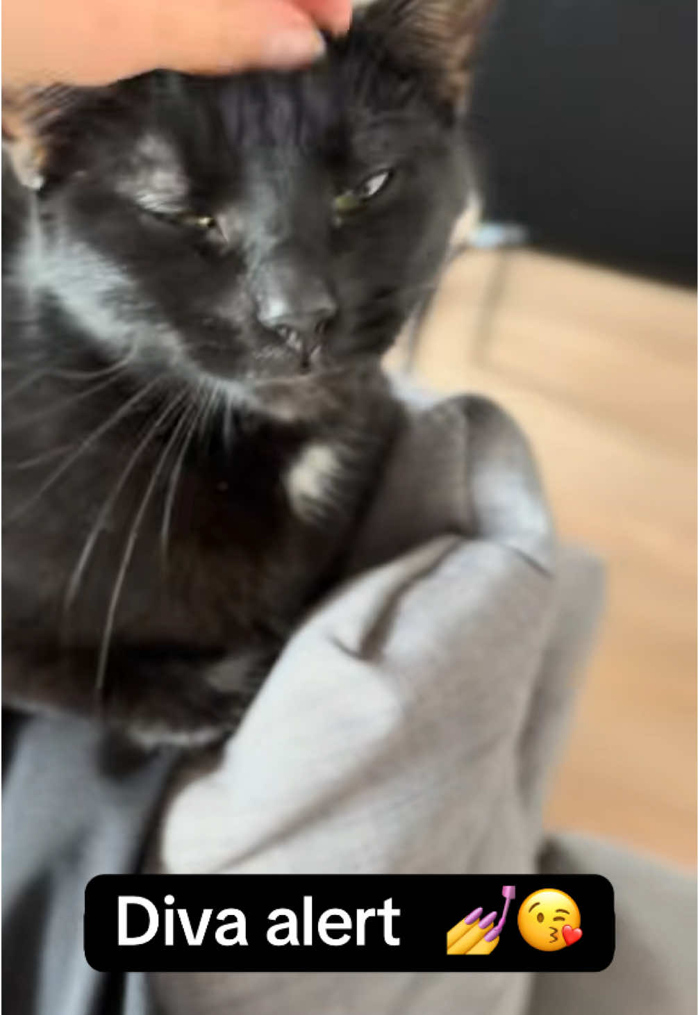 @ElaineTheCat