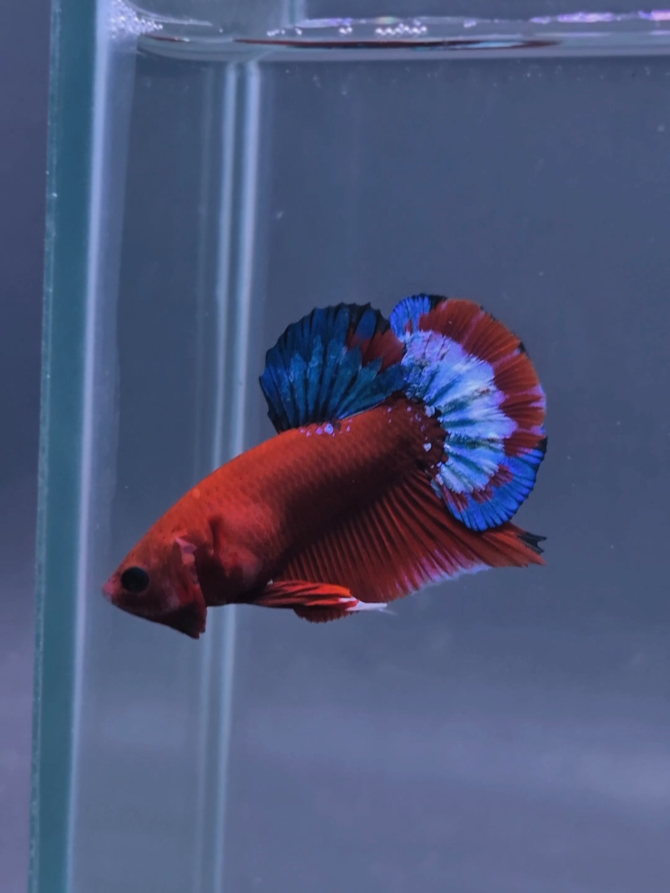 @Sakana Betta Batam