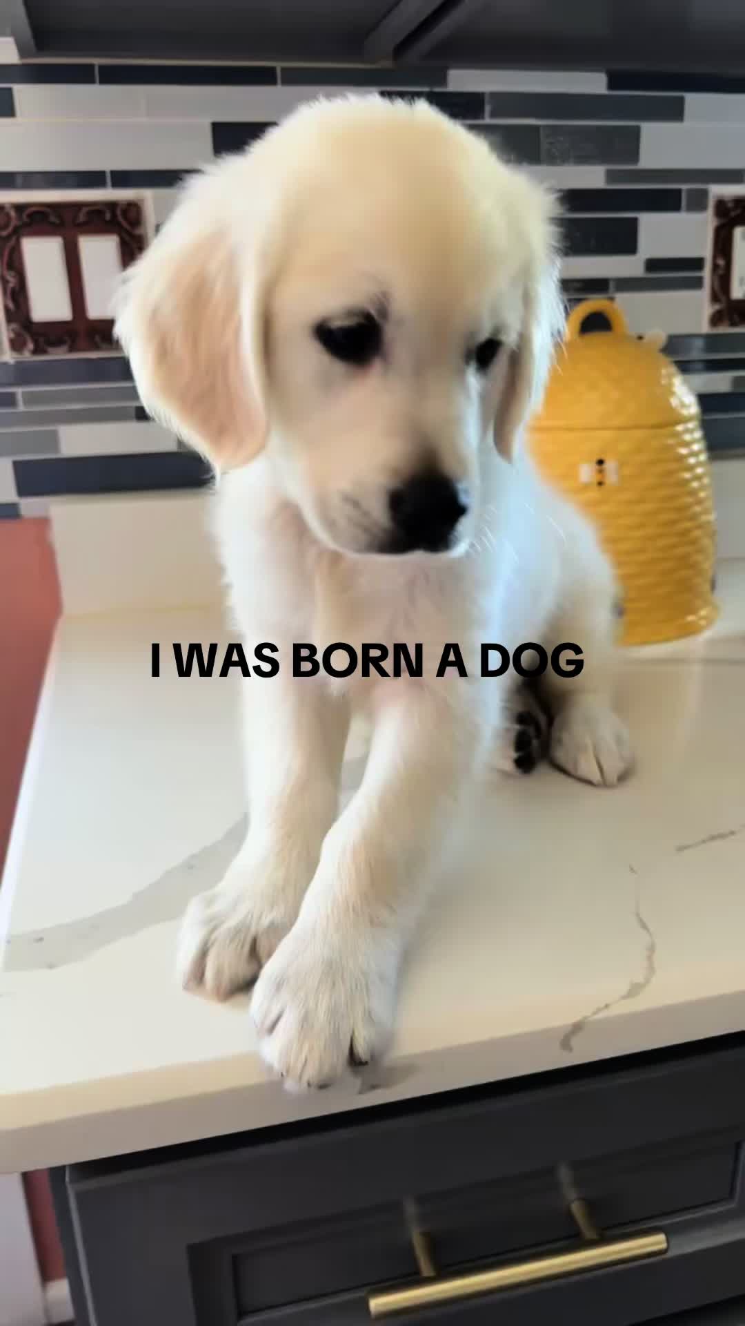 @Dunkin The Golden