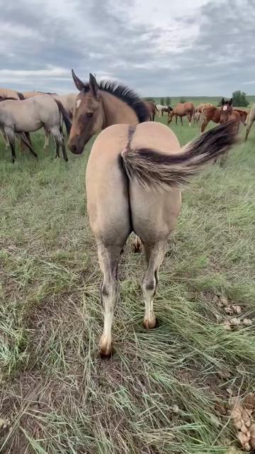 @TSQuarterHorses
