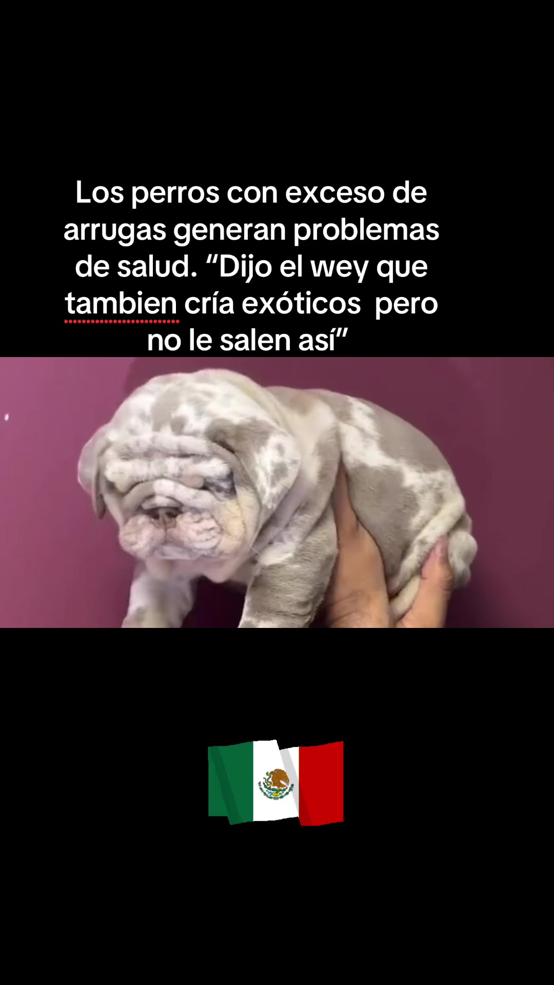 @Destroyers Bulldogs