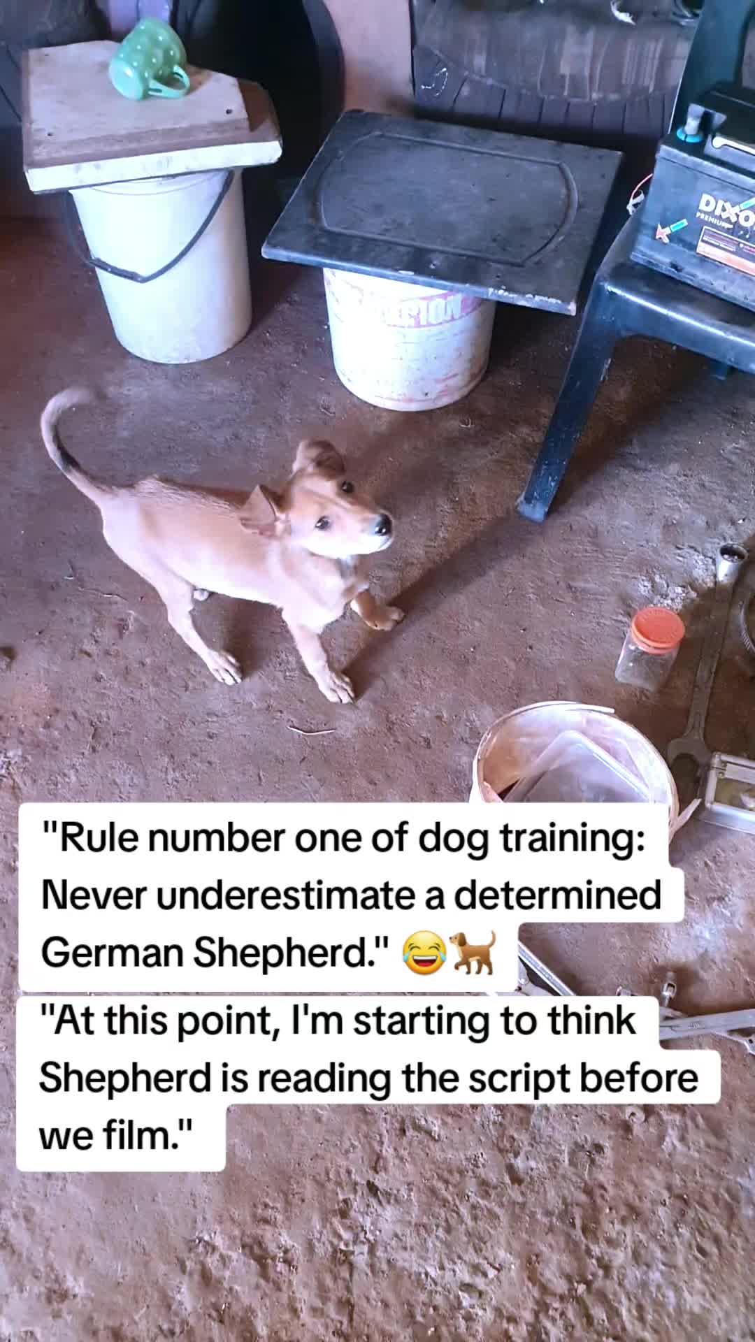 @LifeWithSummerAndShepherd