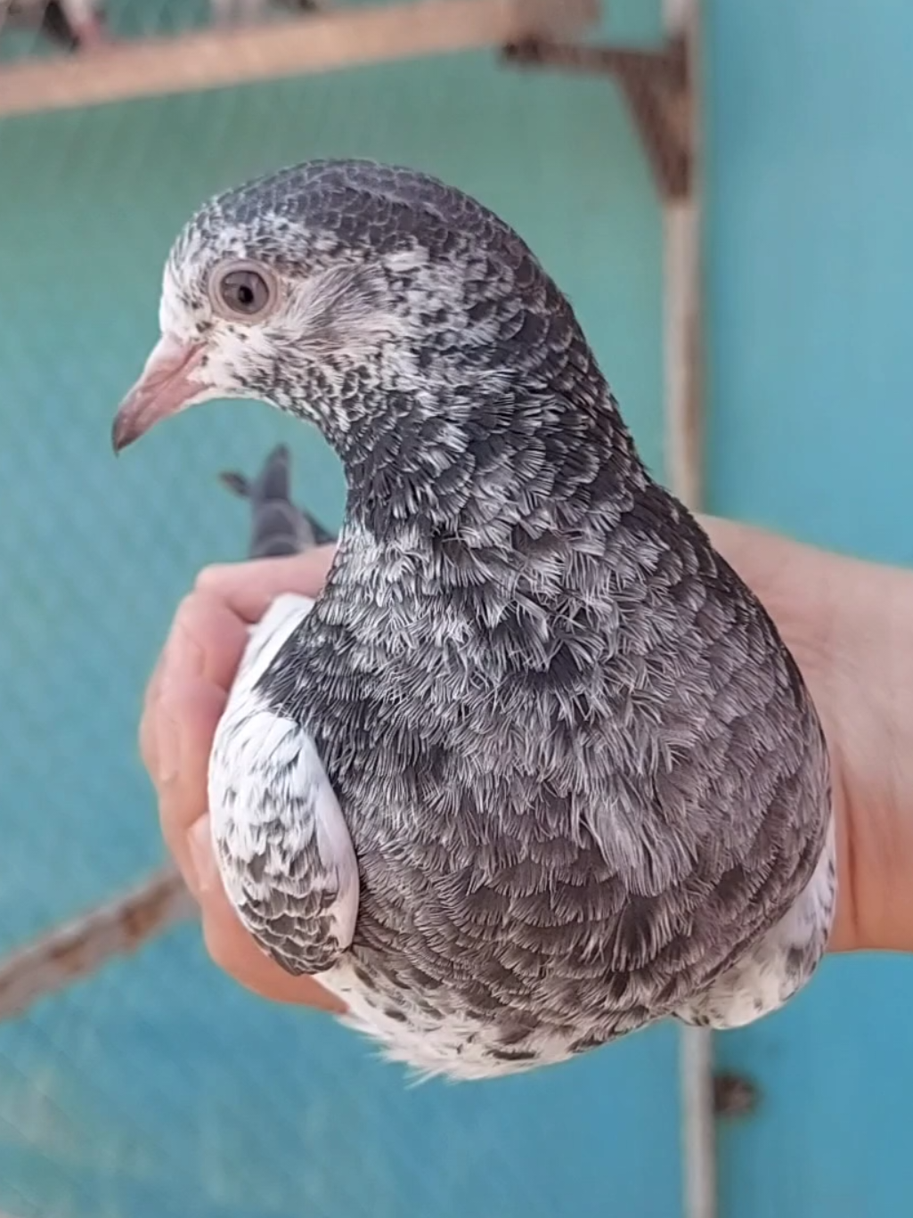 @Pak Pet Zone ( Shebi Shokeen )