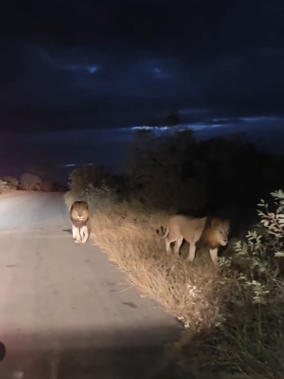 @Lion Sightings