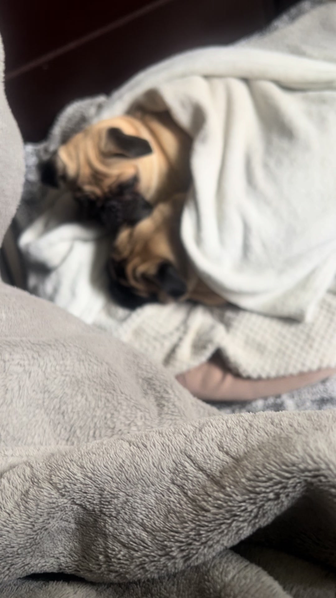 @pugSofyHarry