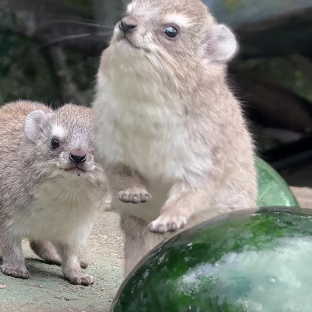 @squiggythehyrax