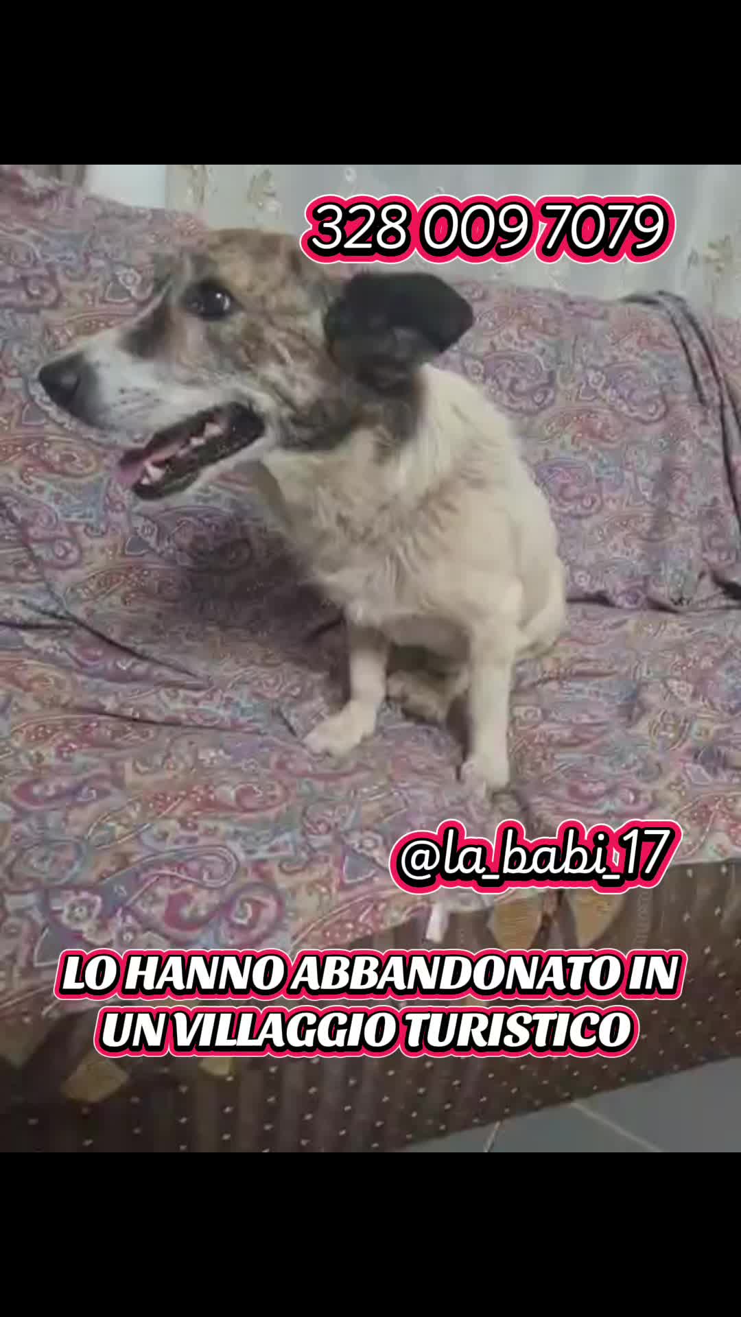 @la_babi_17
