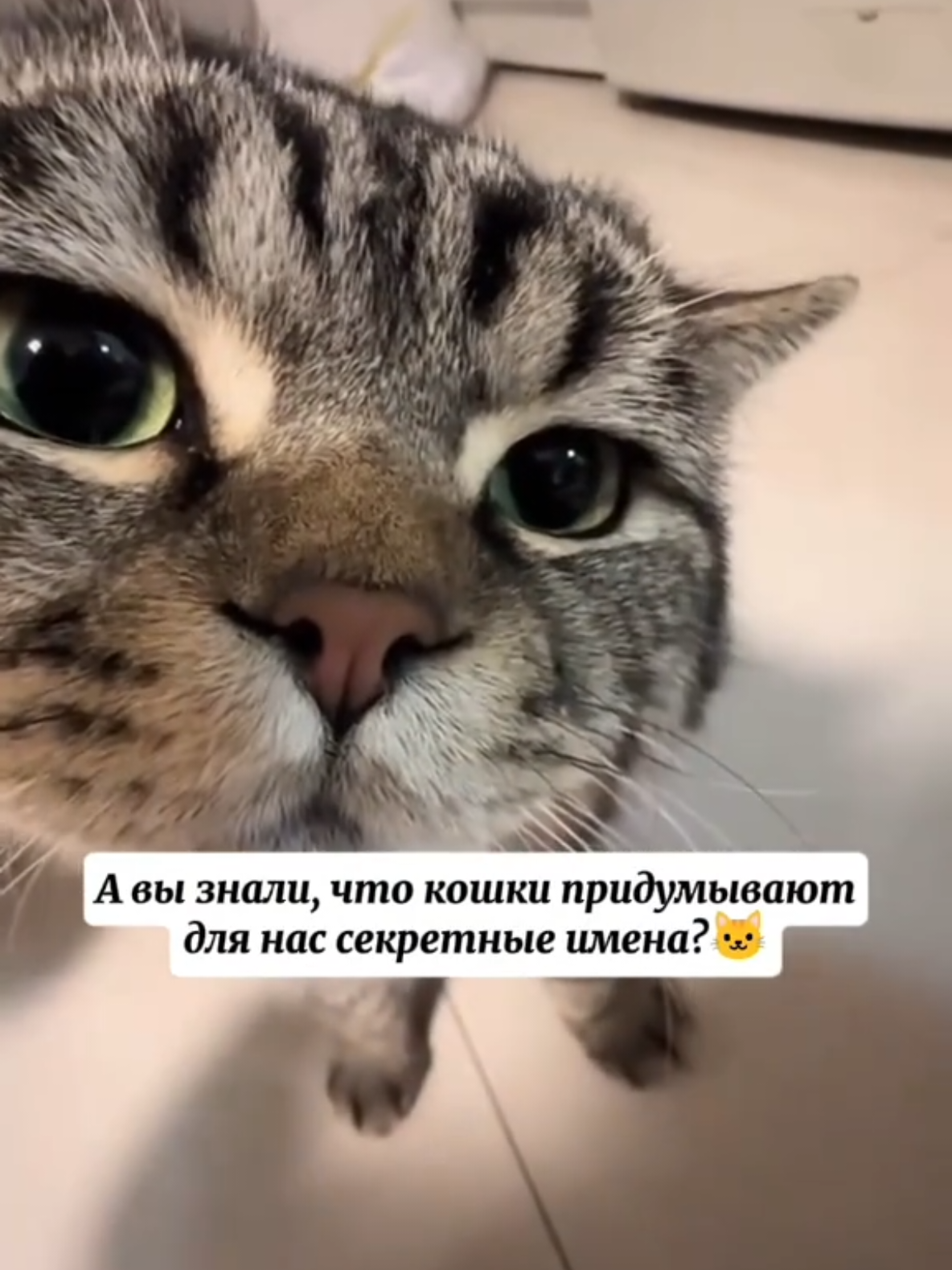@RescueAnimals Nir