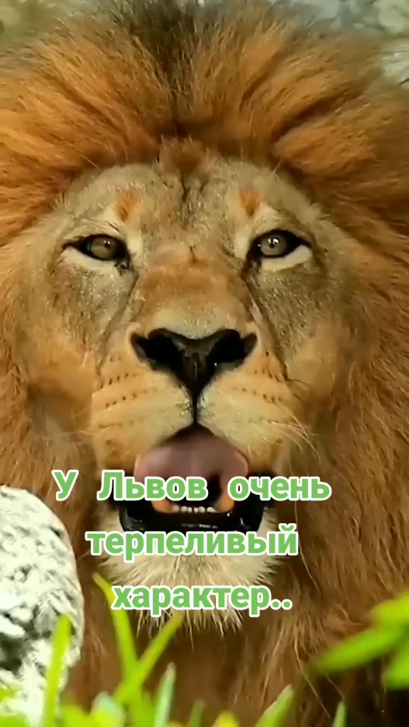 @๐ ๐ฆ KING LION๐ฆ๐