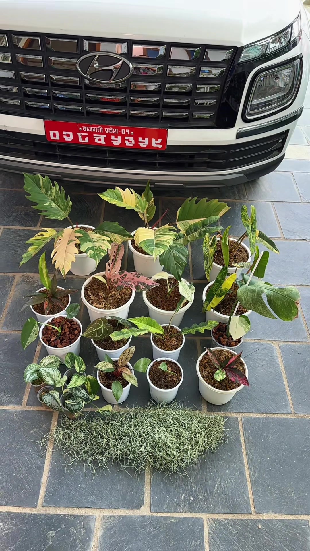@Plantlife50