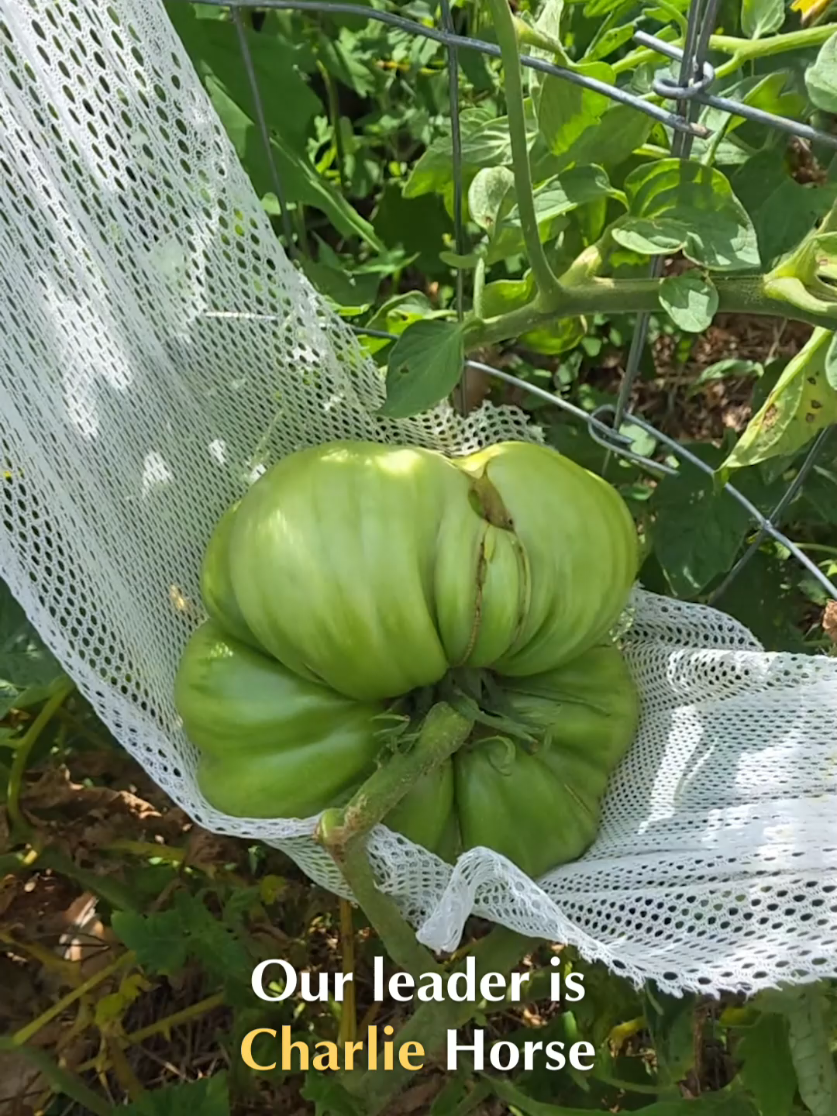 @Pumpkinista