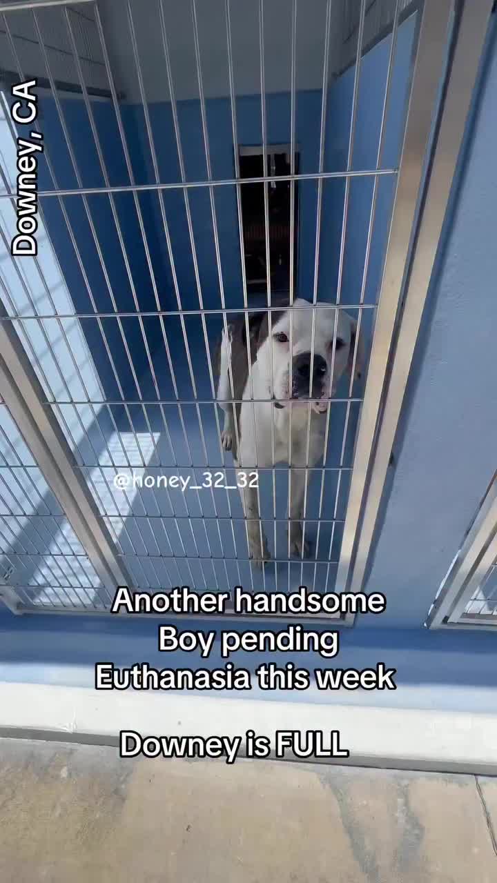 @Cane Corsos