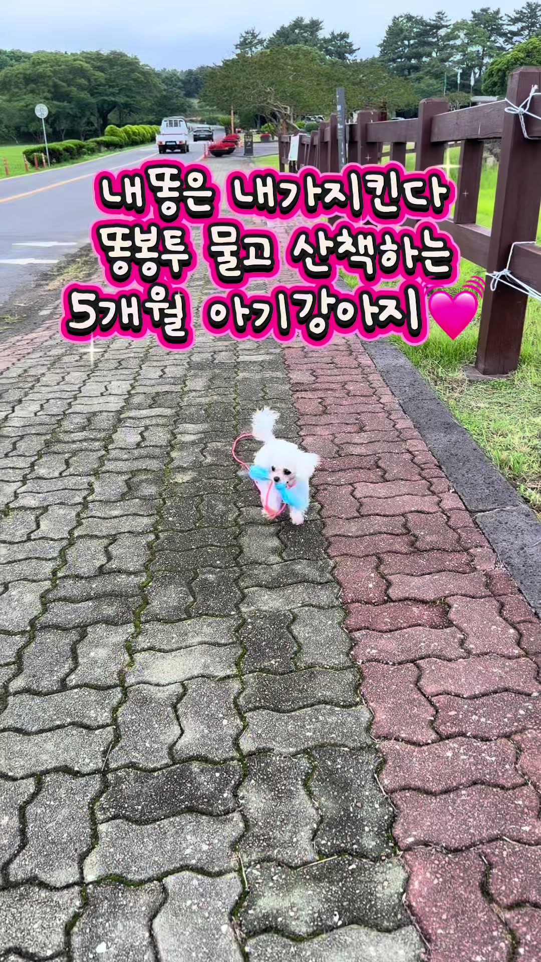 @jeju_kiki