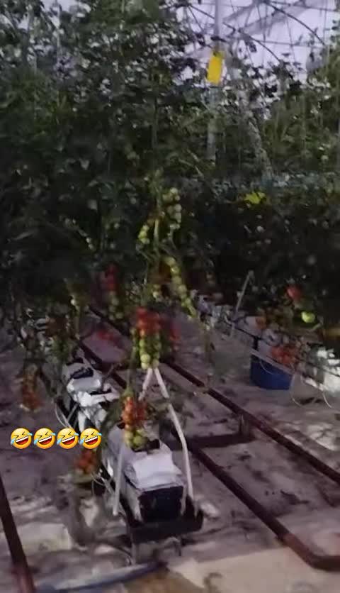@🔥AYŞEG&Uuml;L ŞİRİNOĞLU🔥