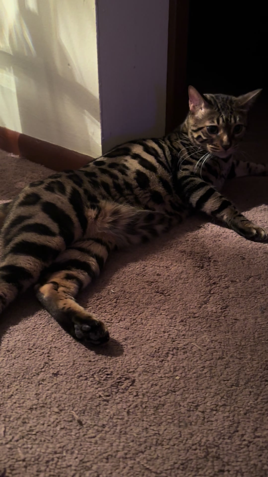 @Tiny Leopard Cats