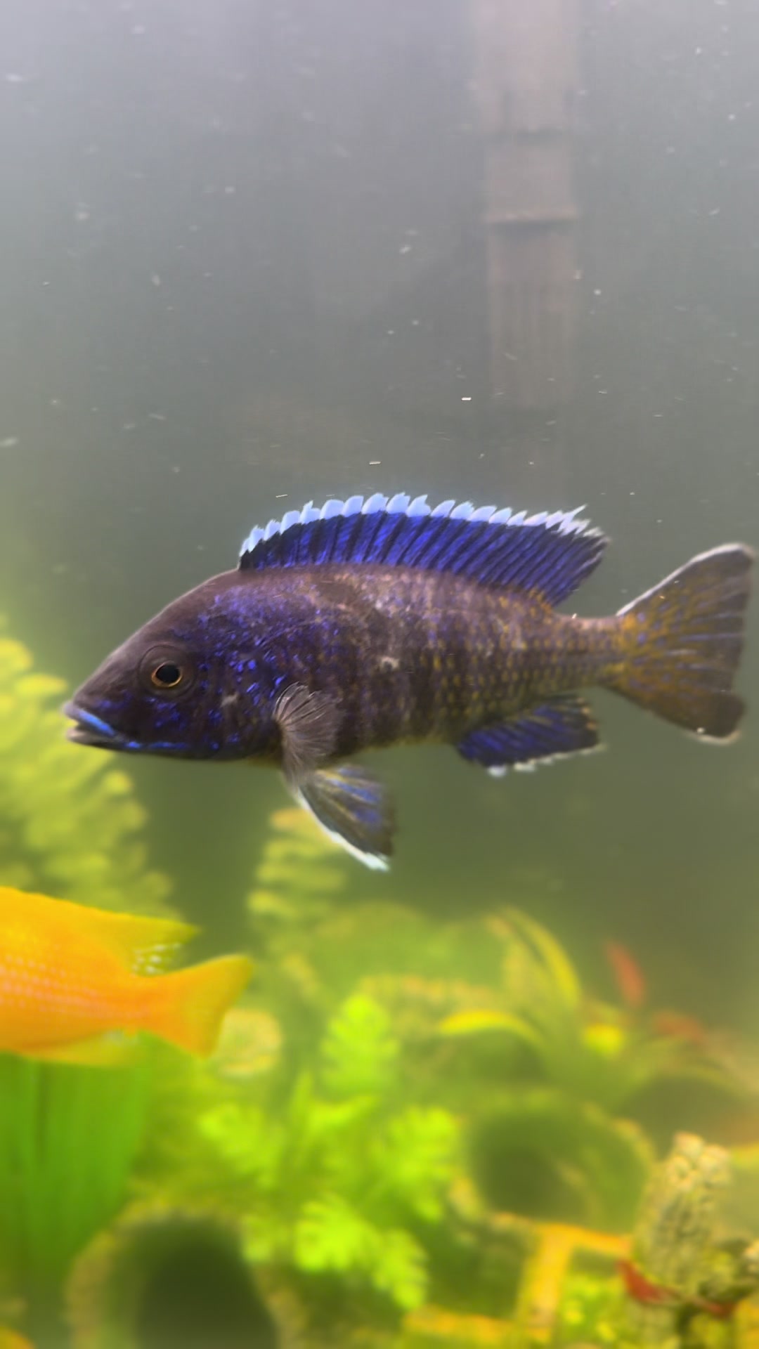@Cichlid Chief