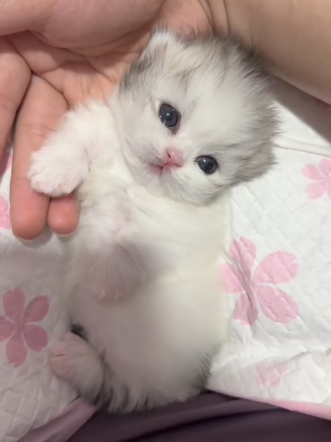 @Chonky World Of Cats