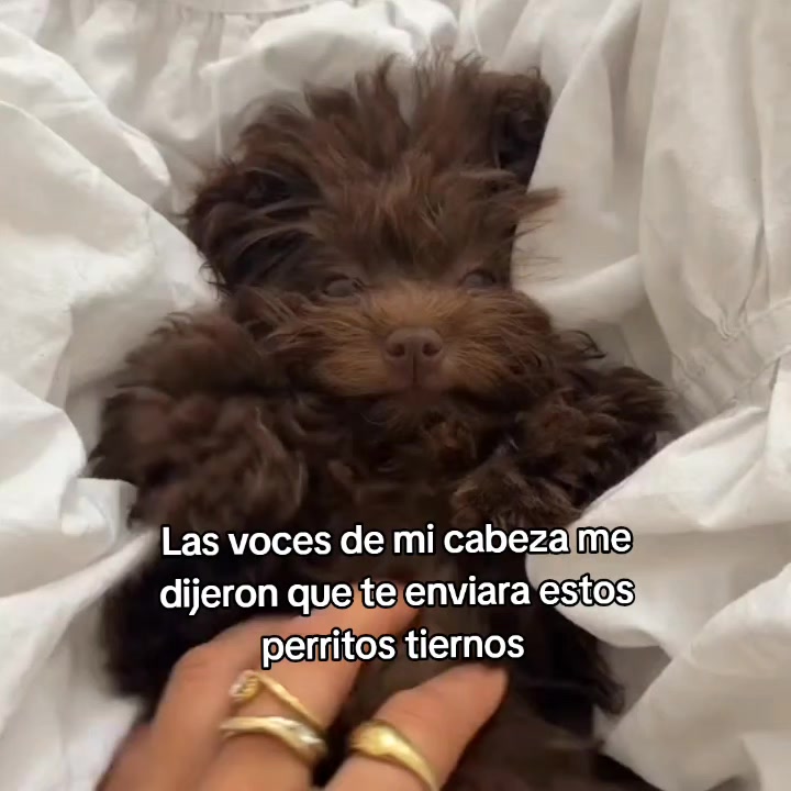 @goodvibessxd