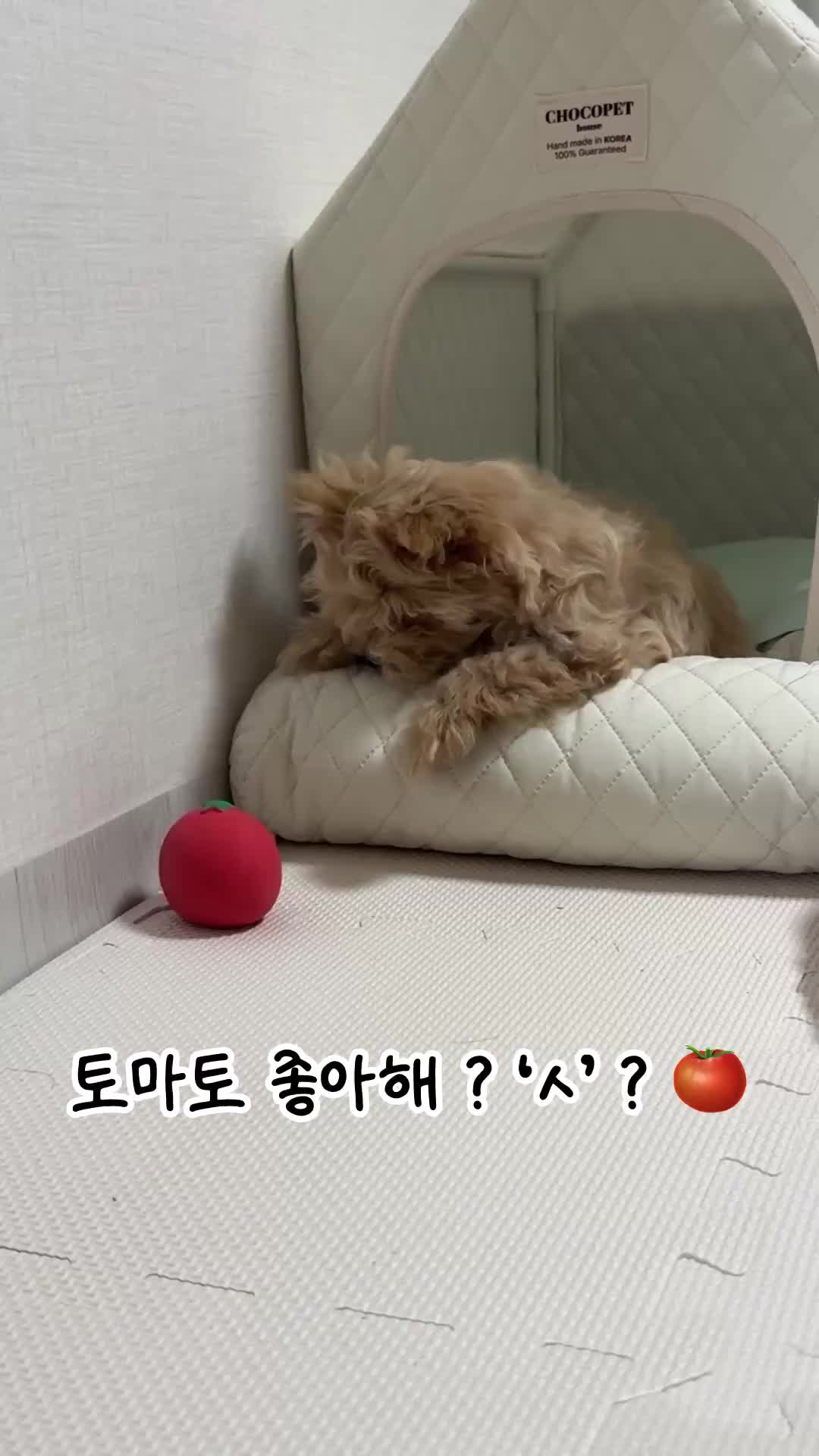 @말티푸 하루 🐾🐶