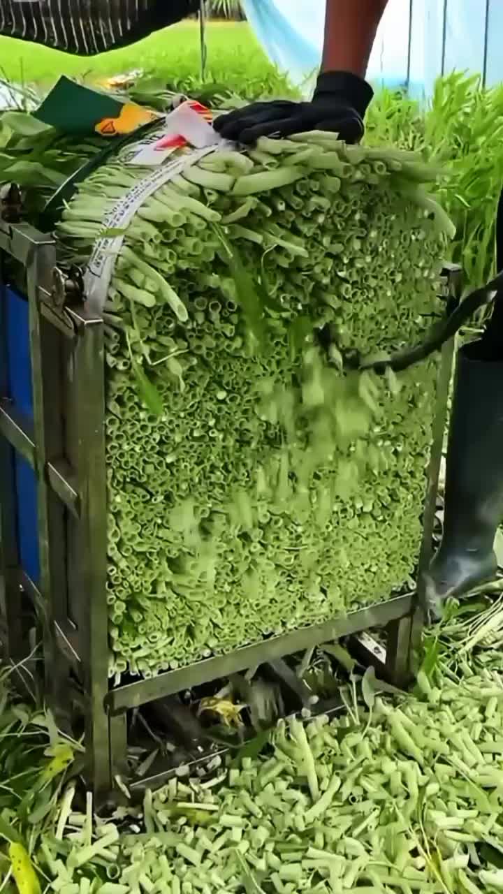 @◉‿◉