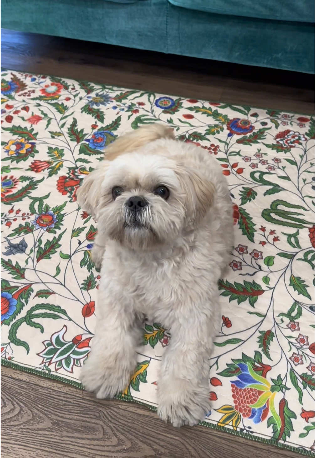 @Lovewag Pets