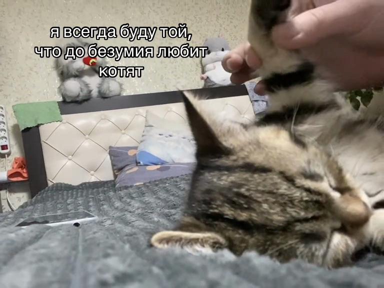 @ТГК:taroyannm