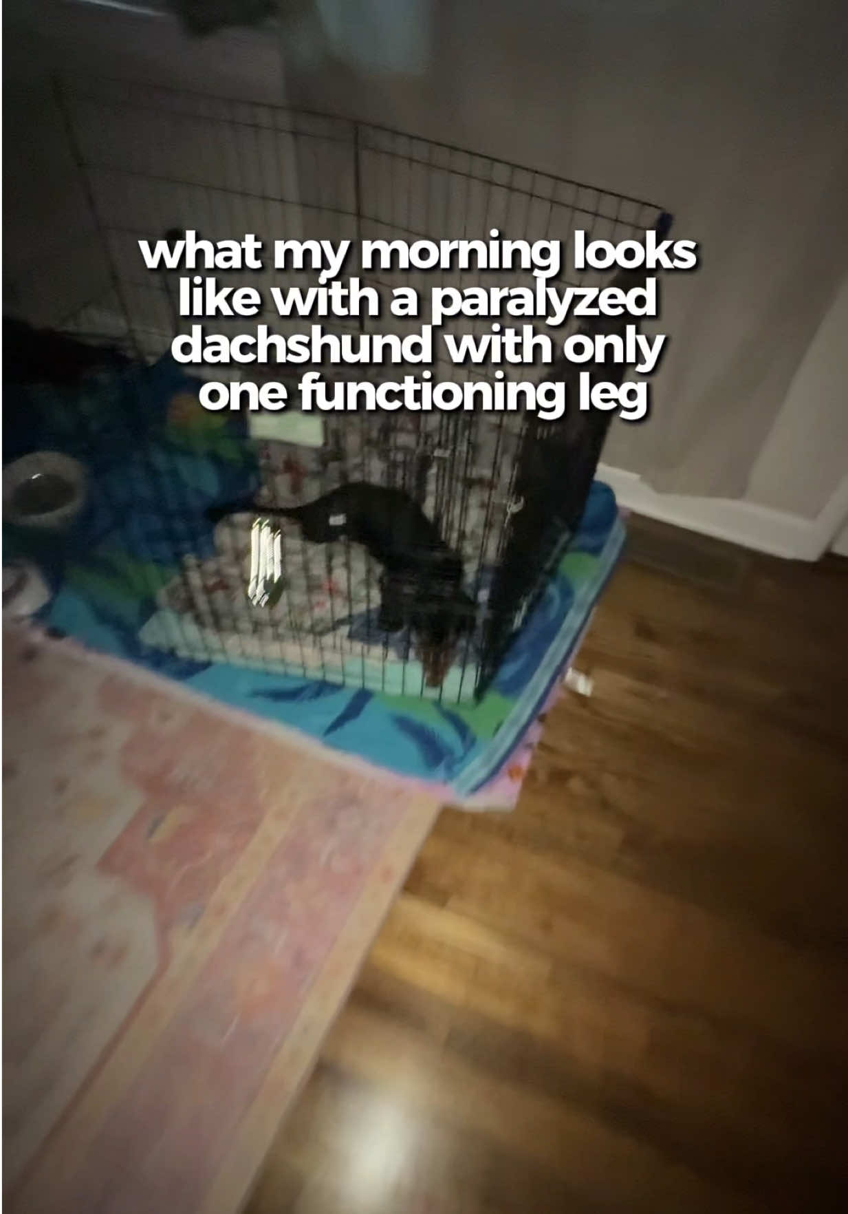 @Henry the mini dachshund